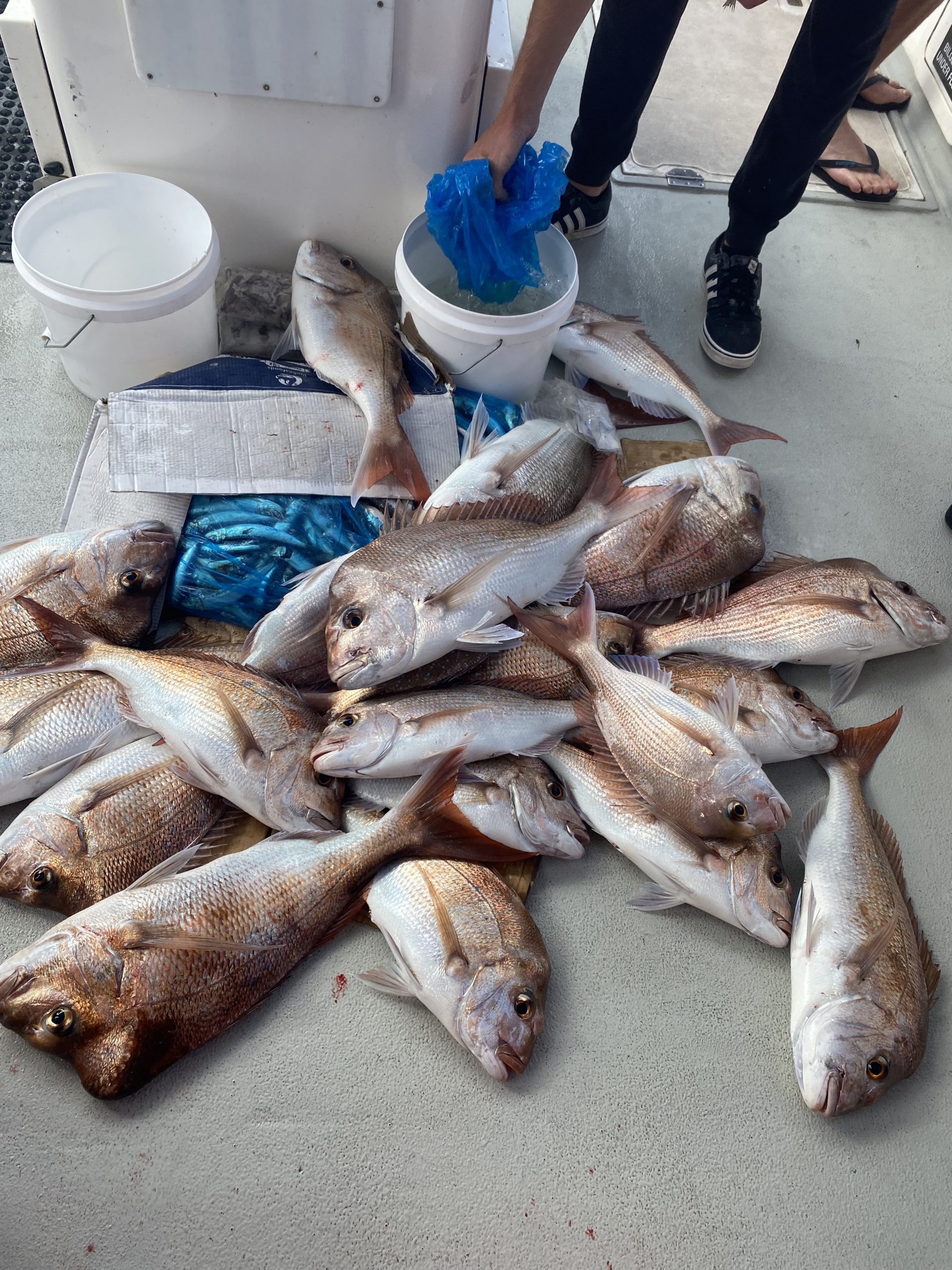 Read more about the article SNAPPER AND PEARL PERCH SEASON OPENS UP TOMMOROW !! NO MORE CLOSURES