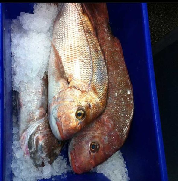 snapper-esky